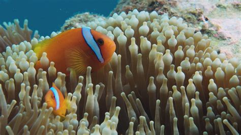 Clownfish and Anemone | Big Pacific: Passionate | PBS LearningMedia