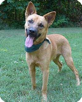 Mocksville, NC - German Shepherd Dog. Meet Howie a Pet for Adoption.