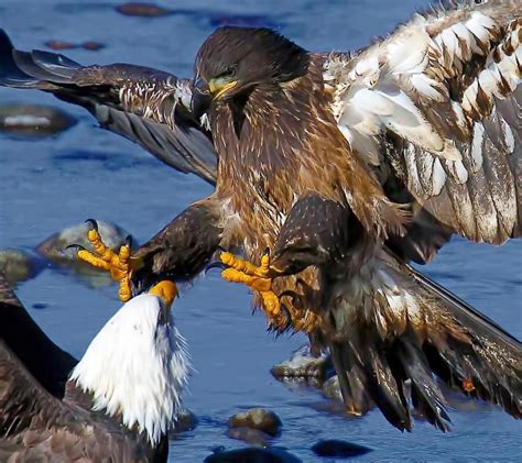 Golden Eagle versus Bald Eagle | Birds beautiful, Bald eagle, Eagle