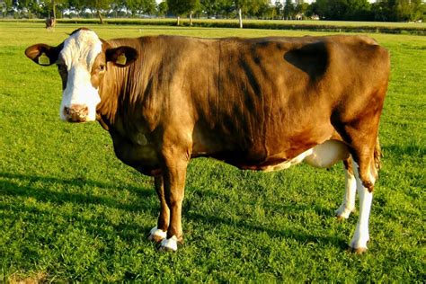 23 Brown Cow Breeds (A to Z List and Pictures) – Fauna Facts