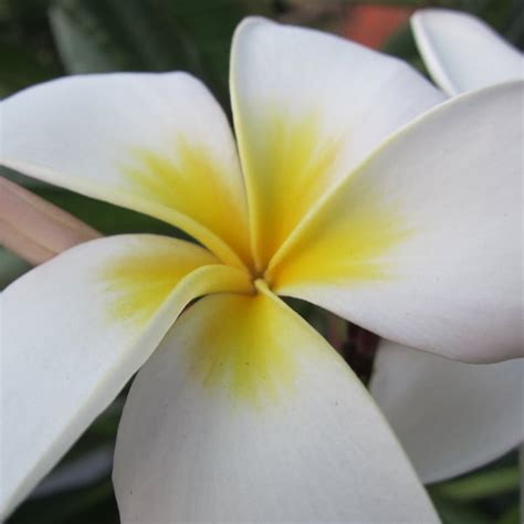 Plumeria Cuttings - Etsy