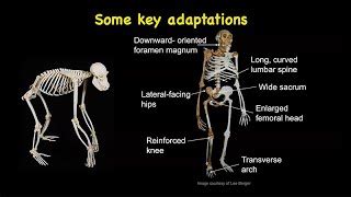 Bipedalism Evolution