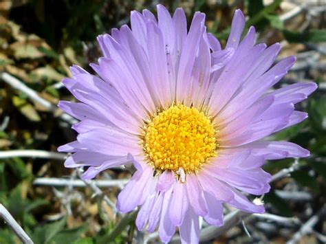 30 Mojave Desert Wildflowers: Xylorhiza Tortifolia