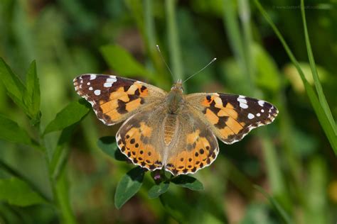 Vanessa cardui - Butterflies of Croatia