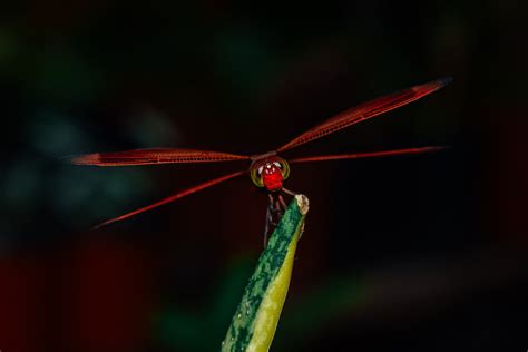 Dragonfly Spirit Animal: Symbolism and Meaning – Planet Charms