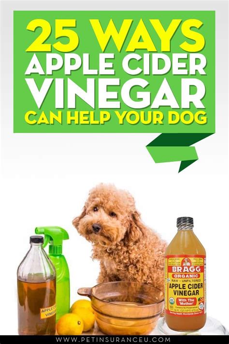 Apple Cider Vinegar Dog Treatments Apple cider vinegar, or… | Apple ...