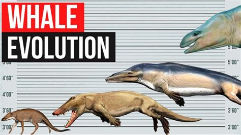 How Did Whales Evolve? - Entropy