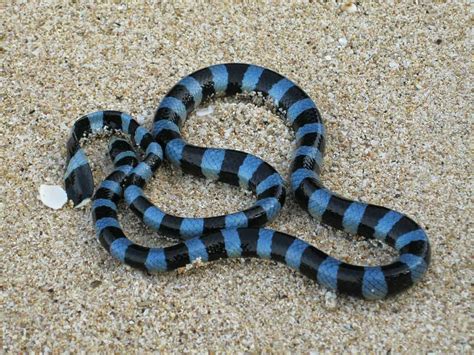 Sea Snake - A-Z Animals