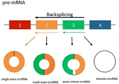 Frontiers | Circular RNAs: Biogenesis, Function and Role in Human Diseases