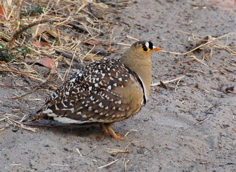 Sandgrouse - Wikipedia