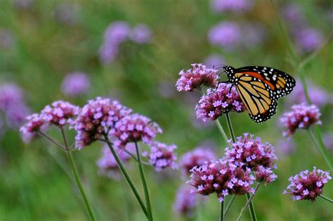 Save the Monarch Butterfly: Plant Milkweed | Chicago News | WTTW