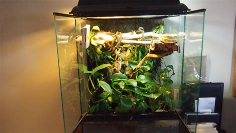 Crested Gecko Terrarium