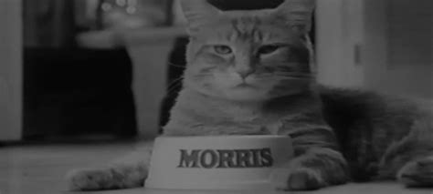 Morris the Cat | 9Lives®