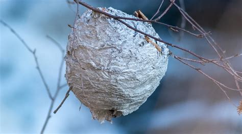 Hornet Nest Removal: How To Get Rid Of Hornets Safely and Easily