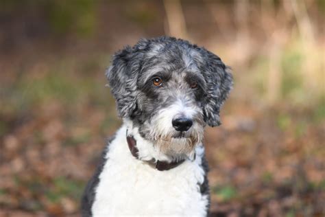 Top 7 Adorable Aussiedoodle Haircuts (With Pictures)