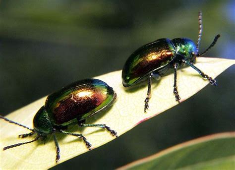 Dogbane beetle | Aphid Predator, Plant Feeder & Pollinator | Britannica