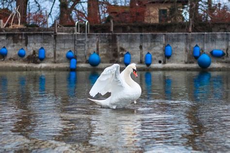 Premium Photo | Swan dance