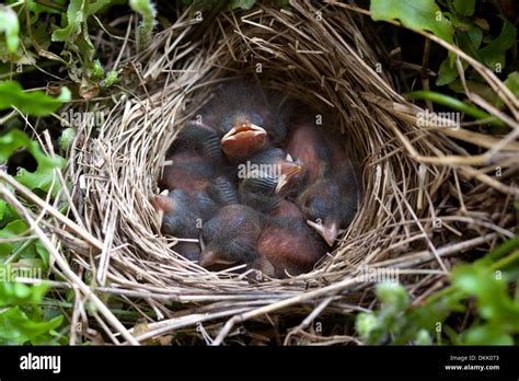 baby birds sparrow nest fledglings nest egg chicks Stock Photo - Alamy