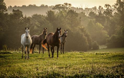 Wild Horses Wallpapers - Top Free Wild Horses Backgrounds - WallpaperAccess