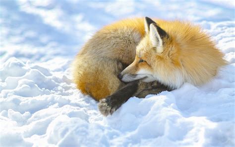 fox, snow, lying Wallpaper, HD Animals 4K Wallpapers, Images and Background - Wallpapers Den