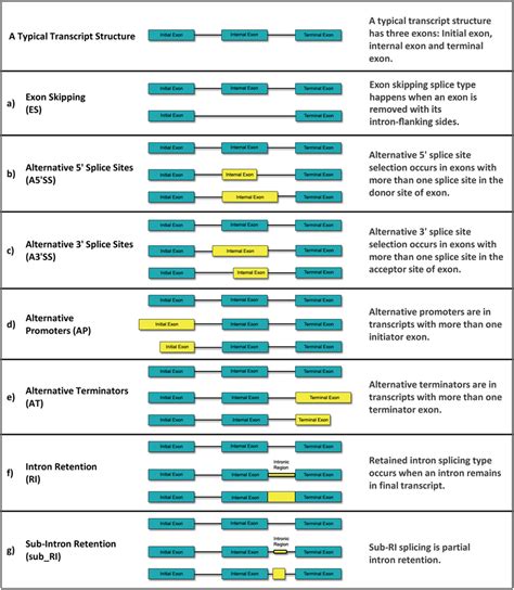 Different types of Alternative splicing (AS) events. (a) Exon skipping... | Download Scientific ...