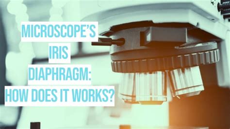 The Microscope’s Iris Diaphragm: What it Does And How it Works ...