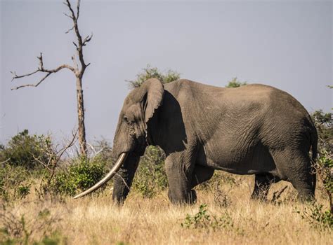 A Huge 'Tusker' Bull Elephant in Kruger National Park, South Africa | Bull elephant, Kruger ...