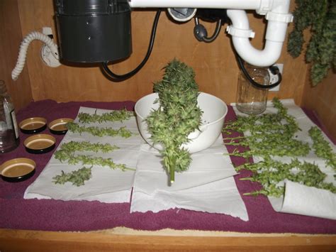 Harvesting - Marijuana Fundamentals: A Beginner's Guide for Growing Indoor Marijuana