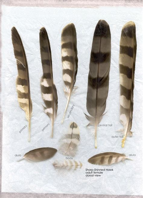 Wood Feather, Feather Fan, Feather Headdress, Hawk Feathers, Angel Feathers, Feather Anatomy ...