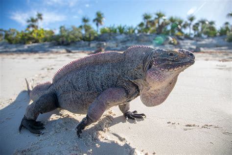 Solved: How the 'Monstrous' Iguanas of the Bahamas Got So Darn Big - Atlas Obscura