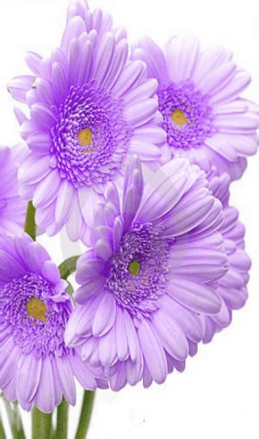 Foto animada | Beautiful flowers pictures, Good morning beautiful ...
