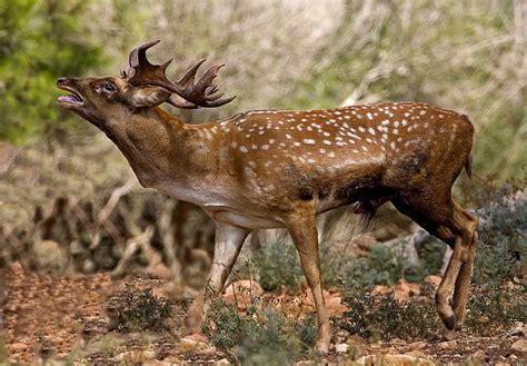 File:Persian Fallow Deer 1.jpg - Wikimedia Commons