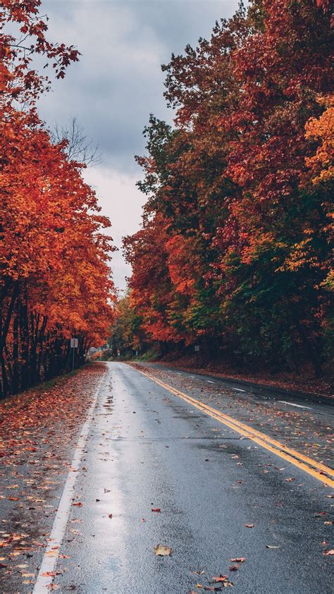 Autumn Road Trees On Sides Fallen Leaves 4K iPhone Wallpaper Background