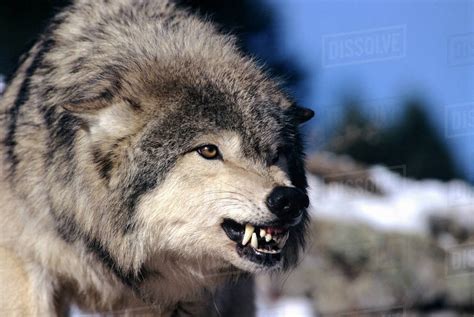 Snarling Gray or Timber Wolf(Canis Lupus), Captive. - Stock Photo ...