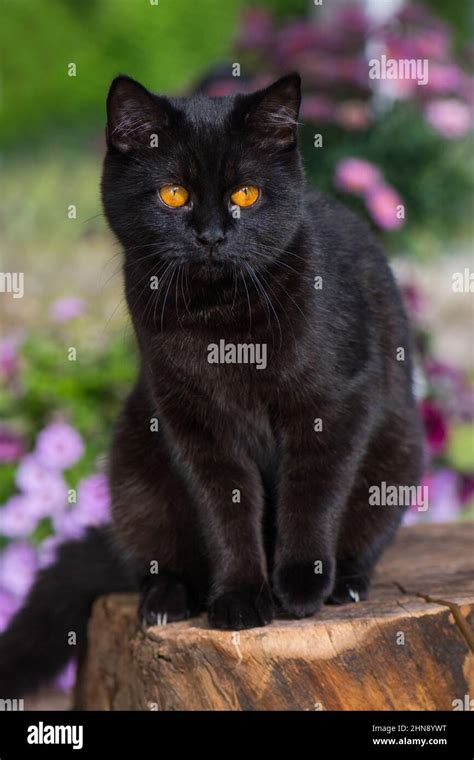 Black british shorthair cat in a garden Stock Photo - Alamy