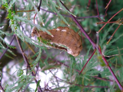 Puss Caterpillar – Identification | Walter Reeves: The Georgia Gardener