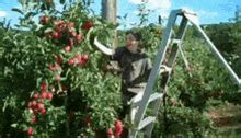 Apple Picking Apples GIF - Apple Picking Apples Picking Apples - Discover & Share GIFs