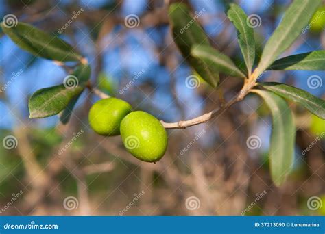 Olive Tree with Two Olives in a Branch Stock Photo - Image of mature ...