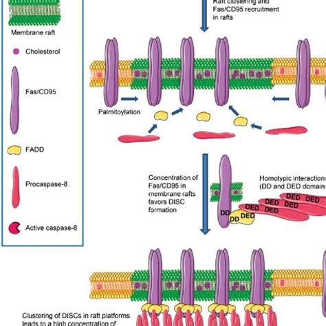 (PDF) Lipid rafts as signaling hubs in cancer cell survival/death and ...