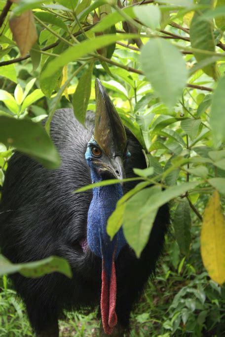 Cassowaries | Wet Tropics Management Authority