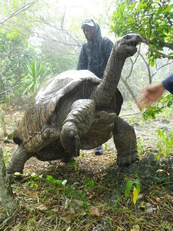 Ile aux Aigrettes Nature Reserve (Mauritius) - All You Need to Know ...