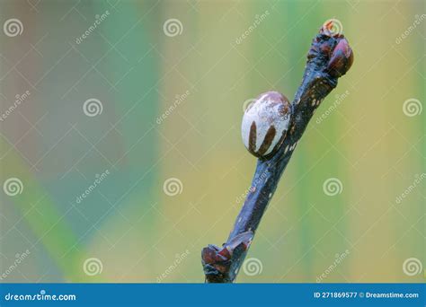 Insect pupa stock image. Image of moth, flavescens, bugs - 271869577