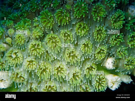 Fluorescence grass coral hi-res stock photography and images - Alamy