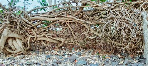 Fallen Tree Roots on the Beach Stock Photo - Image of fallen, roots ...