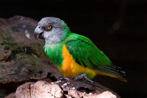 Perroquet youyou (Poicephalus senegalus) - Oiseaux exotiques