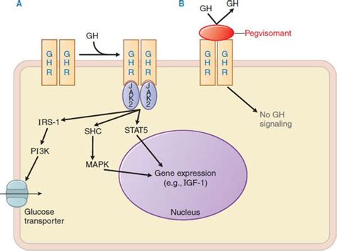 Introduction to Endocrinology: The Hypothalamic-Pituitary Axis ...