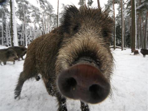 Nearly 25 Years After Chernobyl Disaster, Germany Beset By Radioactive ...