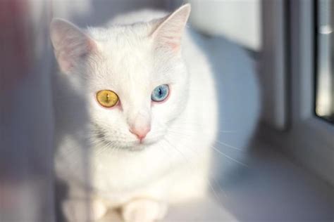 Most Common Cat Eye Color and Their Meaning - Cat Eye Colors Explained!