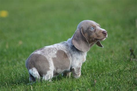 Stunning Miniature isabella Dachshund pied | in Castle Bromwich, West Midlands | Gumtree