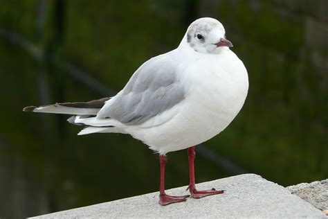 Mouette rieuse — Wikipédia